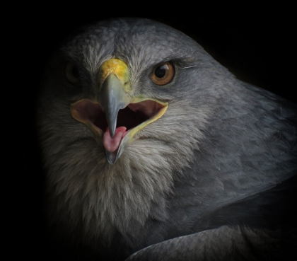 Picture of WAR CRY