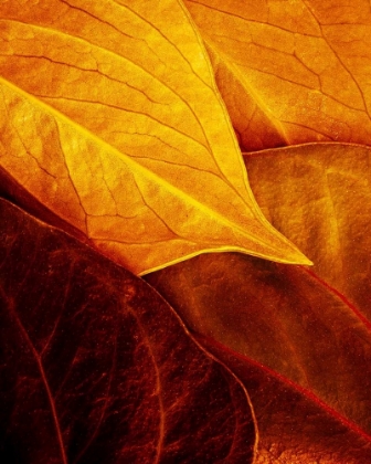Picture of LEAVES