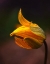 Picture of SHINE