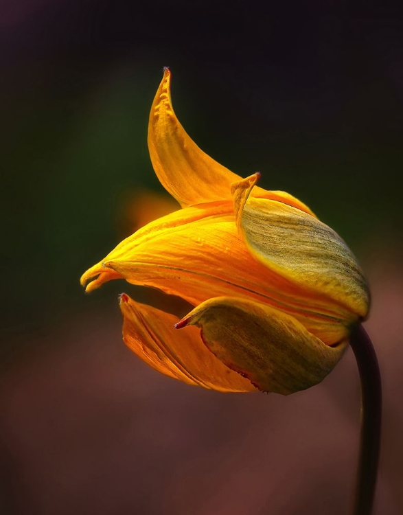 Picture of SHINE