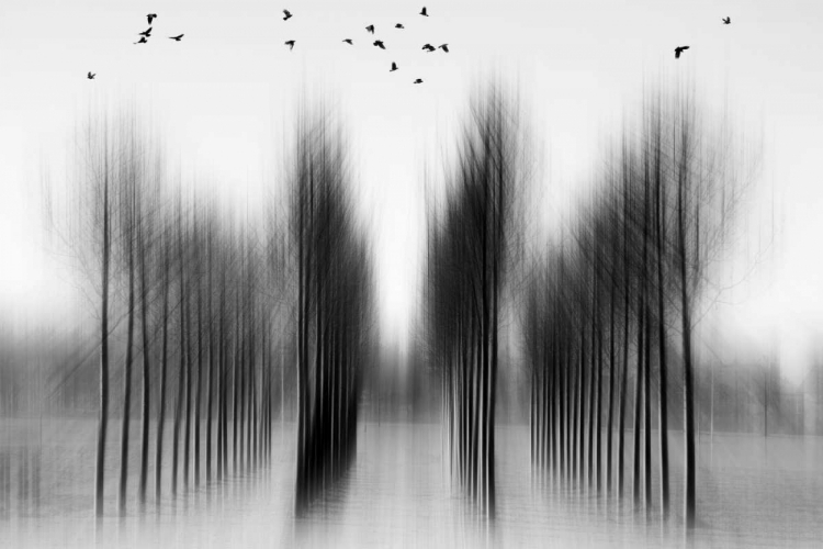 Picture of TREE ARCHITECTURE
