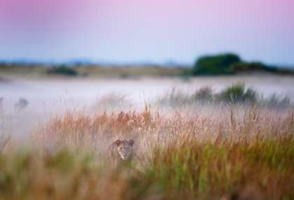 Picture of HIDE AND SEEK