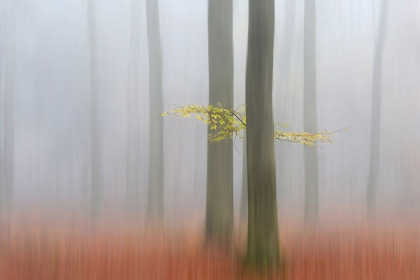 Picture of AUTUMNMORNING