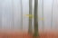 Picture of AUTUMNMORNING