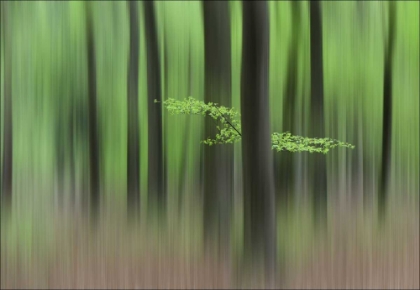 Picture of SPRING MORNING