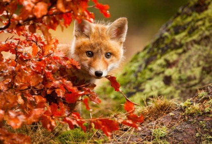 Picture of FOX