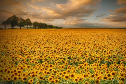 Picture of SUNFLOWERS