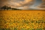 Picture of SUNFLOWERS