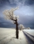 Picture of IRENKA