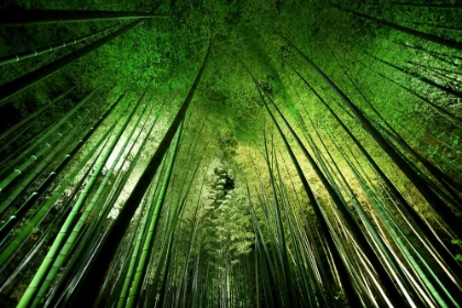 Picture of BAMBOO NIGHT