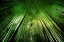 Picture of BAMBOO NIGHT