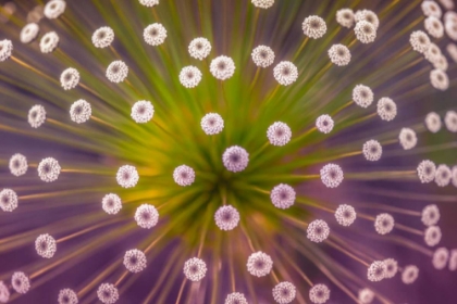 Picture of COLOURS