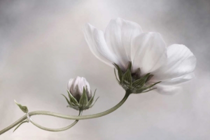 Picture of COSMOS