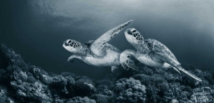 Picture of TWIN DANCE