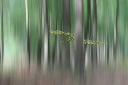 Picture of SUMMERMORNING