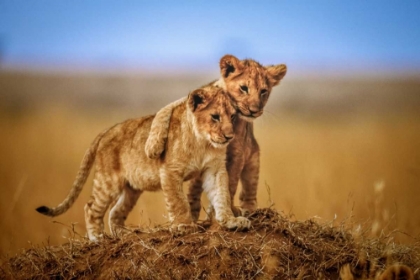 Picture of BROTHERS FOR LIFE