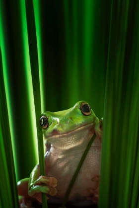 Picture of GREEN FROG