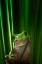 Picture of GREEN FROG