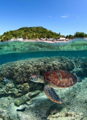 Picture of ALONG SHORE