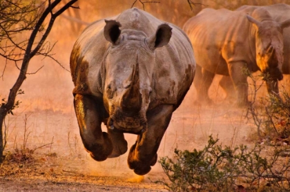 Picture of RHINO LEARNING TO FLY