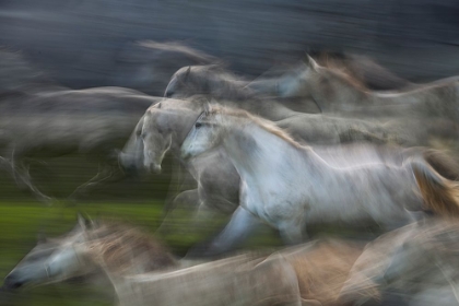 Picture of STAMPEDO