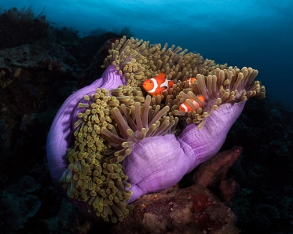 Picture of CLOWN FISH WITH MAGNIFICENT ANEMONE