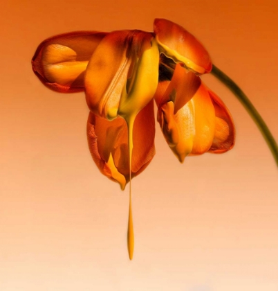 Picture of TEARS OF A FLOWER