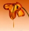 Picture of TEARS OF A FLOWER