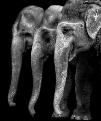 Picture of NATURES GREAT MASTERPIECE, AN ELEPHANT; THE ONLY HARMLESS GREAT THING ...