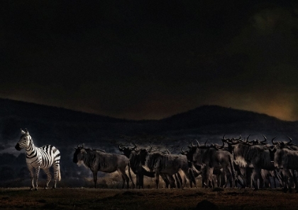 Picture of AN EVENING IN KENYA