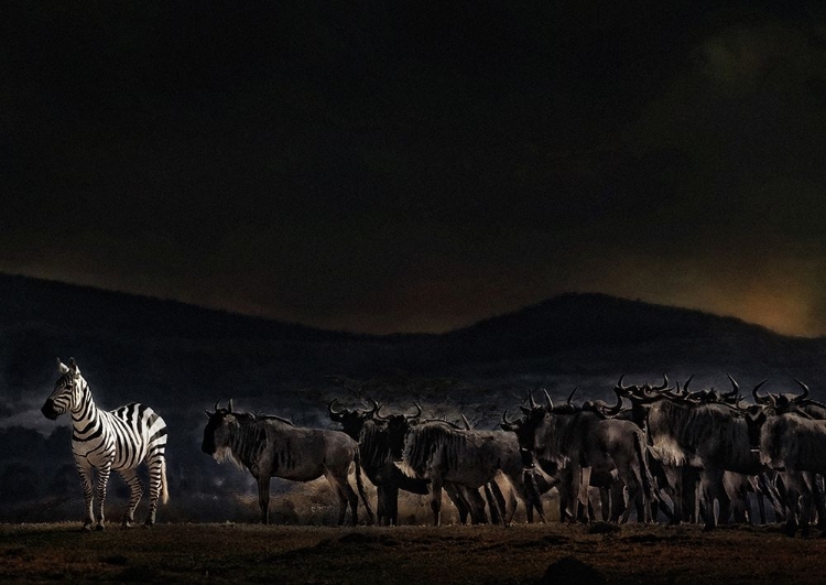 Picture of AN EVENING IN KENYA
