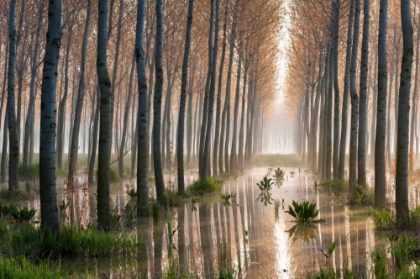 Picture of RAINS OF SPRING
