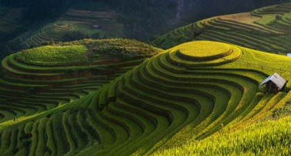 Picture of GOLD RICE TERRACE IN MU CANG CHAI,VIETNAM.