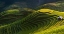 Picture of GOLD RICE TERRACE IN MU CANG CHAI,VIETNAM.