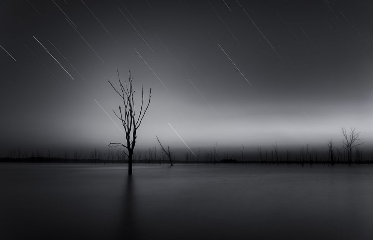 Picture of ALIVE