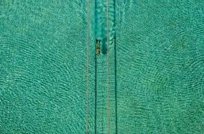 Picture of SWIMMER