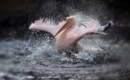 Picture of BATHING FUN .....