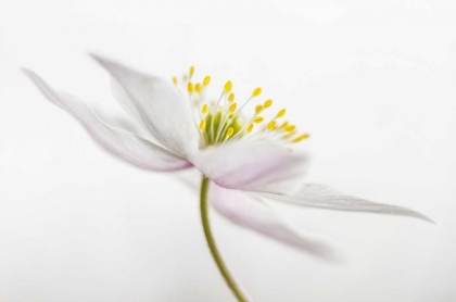 Picture of NEMOROSA
