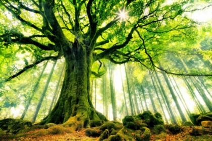 Picture of PONTHUS BEECH