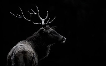 Picture of THE DEER SOUL