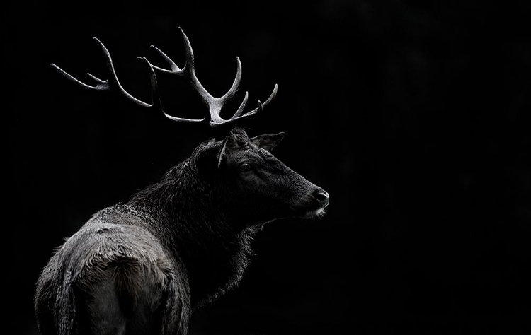 Picture of THE DEER SOUL