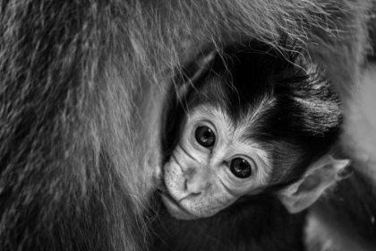 Picture of A MOTHERS LOVE