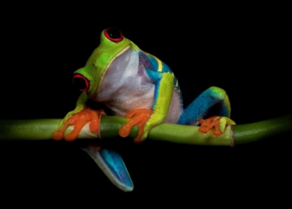 Picture of CURIOSITY