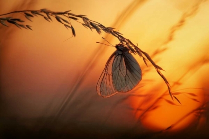 Picture of GOOD NIGHT