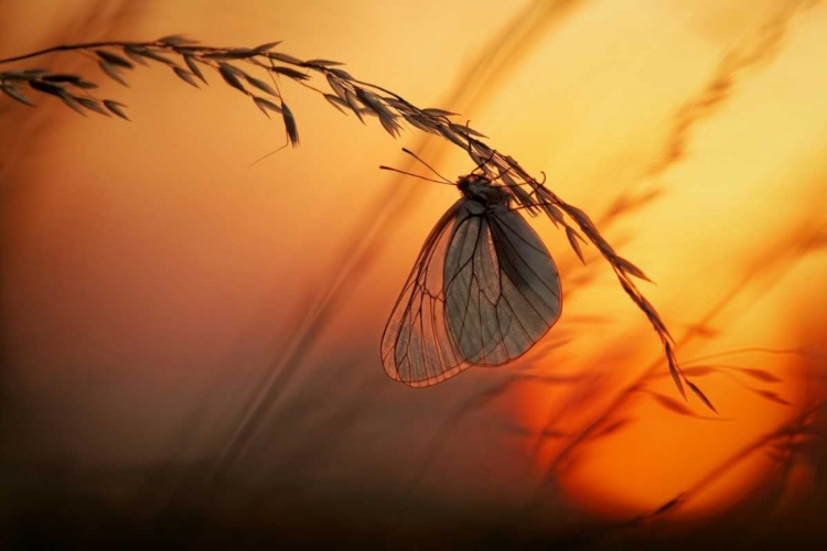 Picture of GOOD NIGHT