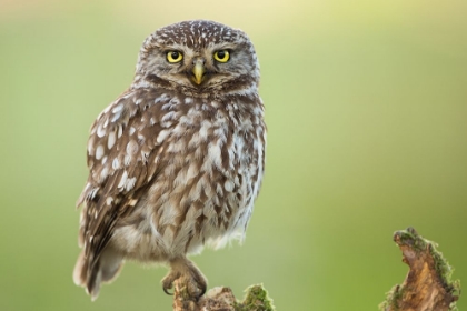 Picture of THE WATCHER