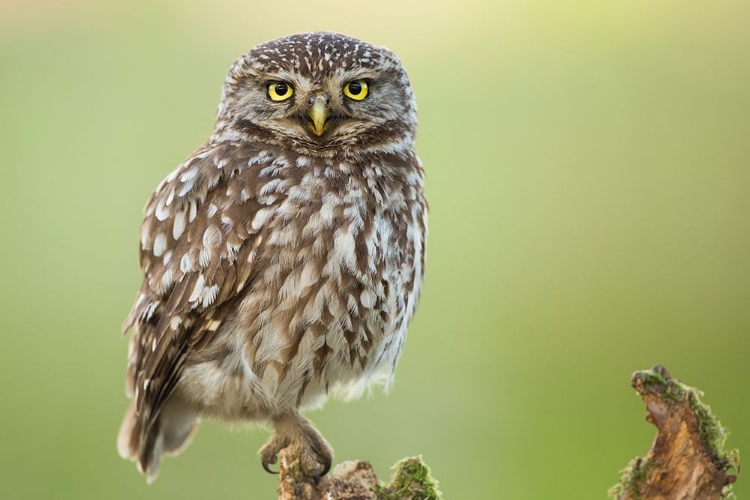 Picture of THE WATCHER