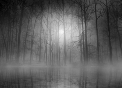 Picture of MORNING MIST