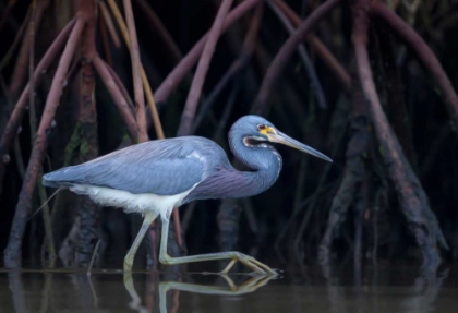Picture of STALKING IN THE MANGROVES