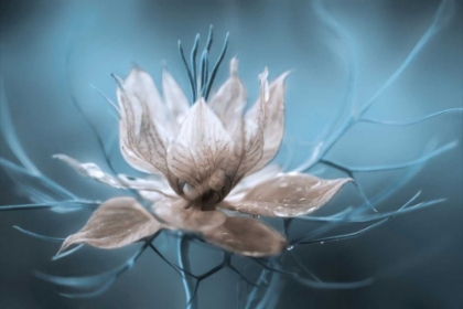 Picture of NIGELLA